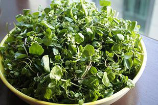 Watercress Tops the List as Most Nutrient Vegetable